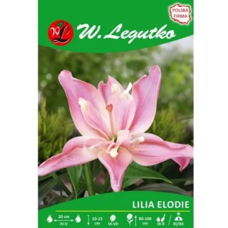 Lilia Elodie różowa 1szt.