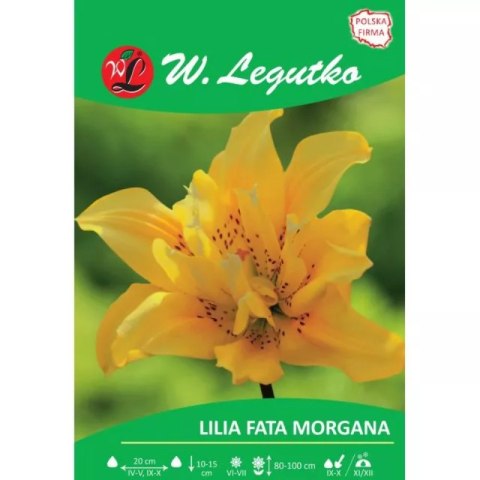 Lilia Fata Morgana żółta 1szt.