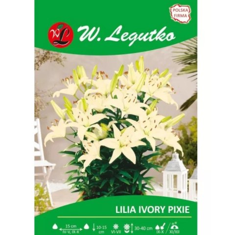 Lilia Ivory Pixie kremowa 1szt.
