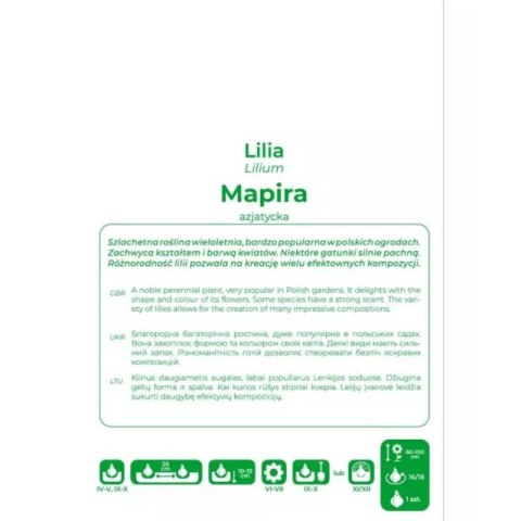 Lilia Mapira bordowa 1szt.