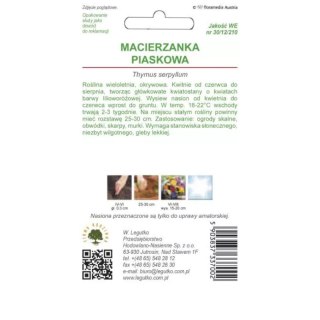 Macierzanka piaskowa - odmiana lilaróżowa