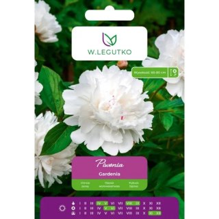 Piwonia Gardenia biała 1szt.