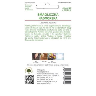 Smagliczka nadmorska - odmiana biała