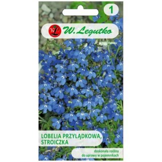 Stroiczka - lobelia przylądkowa, niebieska