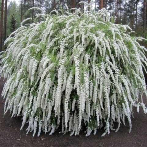 Tawuła szara - Spiraea cinerea 'Grefsheim'