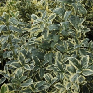 Trzmielina japońska - Euonymus japonica 'Bravo'