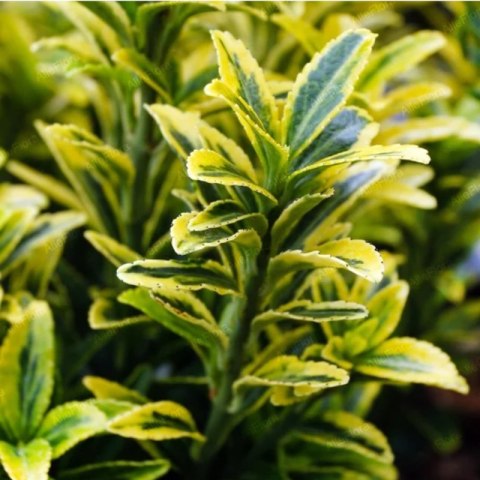 Trzmielina japońska - Euonymus japonica 'Micr. Aurovariegatus'