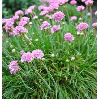 Zawciąg nadmorski - Armeria maritima 'Splendens Perfecta'
