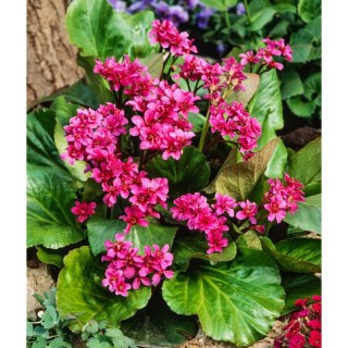 Bergenia sercolistna - Bergenia cordifolia 'Rotblum'