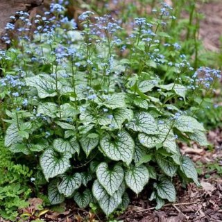 Brunera Wielkolistna - Brunnera Macrophylla 'Silver Heart'
