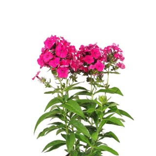 Floks wiechowaty - Phlox paniculata 'Flame Watermelon'