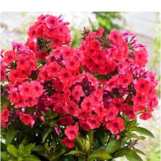 Floks wiechowaty - Phlox paniculata 'Flame Watermelon'