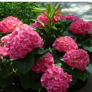 Hortensja Ogrodowa - Hydrangea Macrophylla 'Leuchtfeuer'