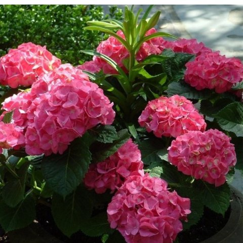 Hortensja Ogrodowa - Hydrangea Macrophylla 'Leuchtfeuer'