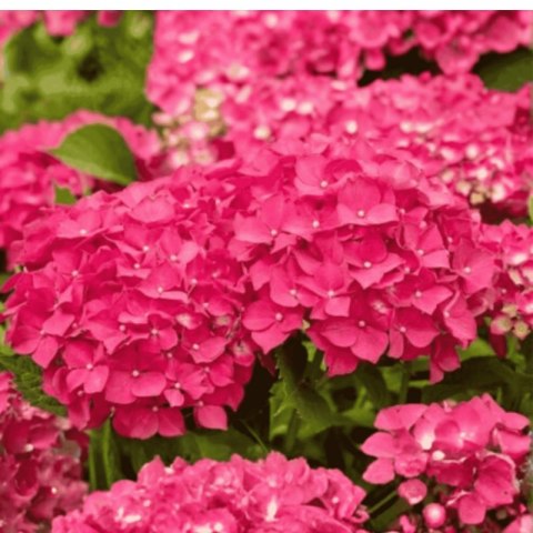 Hortensja Ogrodowa - Hydrangea Macrophylla 'Leuchtfeuer'