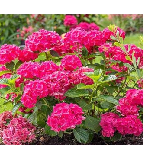 Hortensja Ogrodowa - Hydrangea Macrophylla 'Leuchtfeuer'
