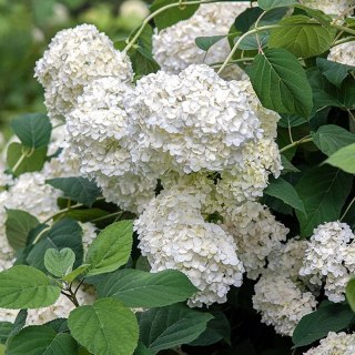 Hortensja Ogrodowa - Hydrangea Macrophylla 'Soeur Thérèse'