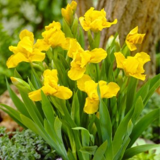 Kosaciec karłowy- Iris pumila 'Brassie'