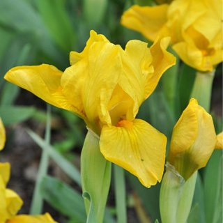 Kosaciec karłowy- Iris pumila 'Brassie'