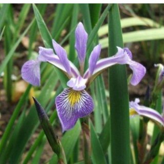 Kosaciec różnobarwny - Iris versicolor 'Gerald Darby'