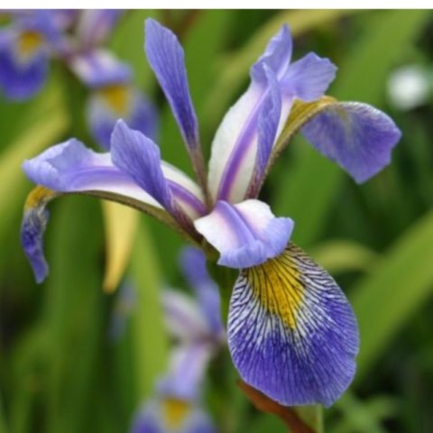 Kosaciec różnobarwny - Iris versicolor 'Gerald Darby'