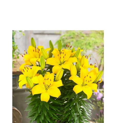 Lilia - Lilium 'Ilse Yellow'