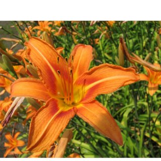 Liliowiec rdzawy - Hemerocallis fulva 'Europa'