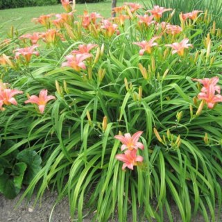 Liliowiec rdzawy - Hemerocallis fulva 'Europa'