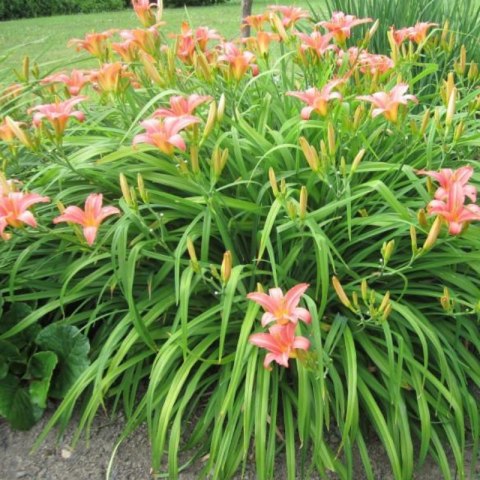Liliowiec rdzawy - Hemerocallis fulva 'Europa'