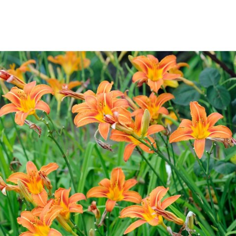 Liliowiec rdzawy - Hemerocallis fulva 'Europa'