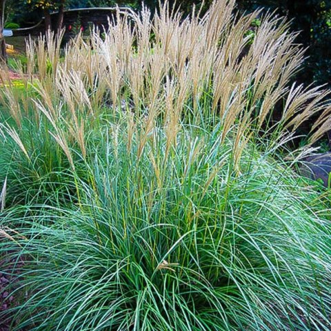 Miskant chiński- Miscanthus sinensis 'Adagio'
