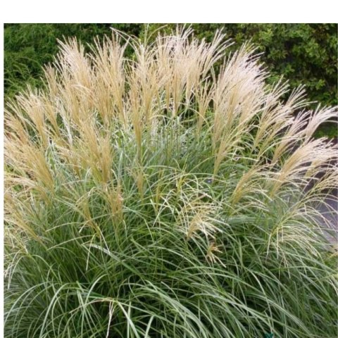 Miskant chiński- Miscanthus sinensis 'Herman Mussel'