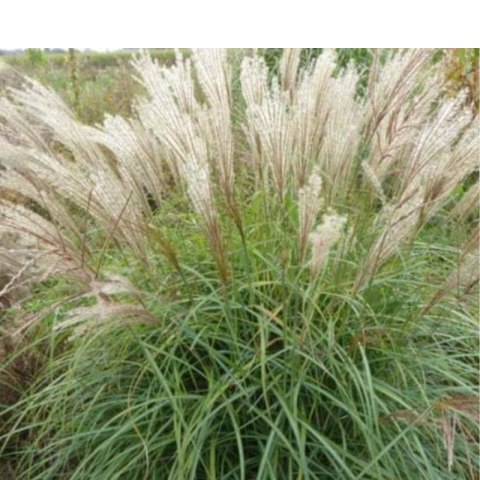 Miskant chiński- Miscanthus sinensis 'Herman Mussel'
