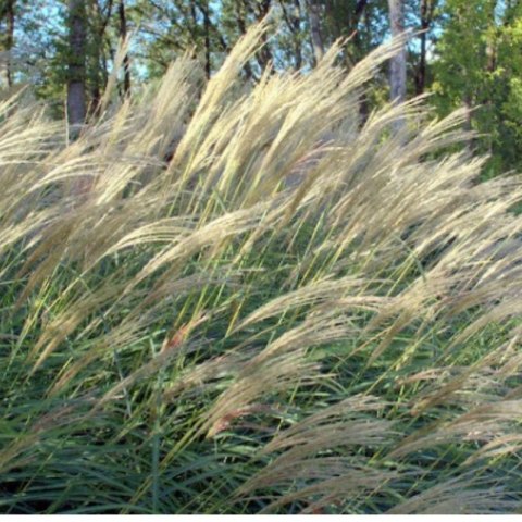 Miskant chiński- Miscanthus sinensis 'Herman Mussel'