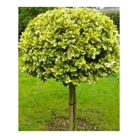 Trzmielina na pniu 'Emerald'n Gold'