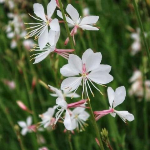 Gaura Lindheimera - bylina do ogrodu