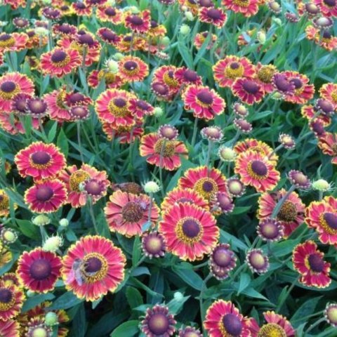 Helenium X Hybridum Bandera Dzielżan Ogrodowy