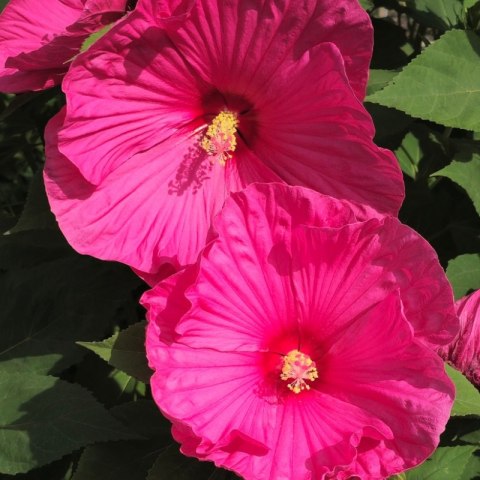 Hibiskus Bagienny Hibiscus Moscheutos 'Large Lollipop'