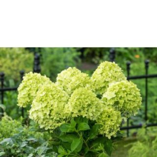 Hortensja bukietowa limonkowozielona - sadzonka C3