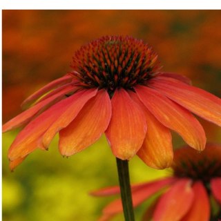 Jeżówka Purpurowa Echinacea Purpurea 'Skipper Orange'