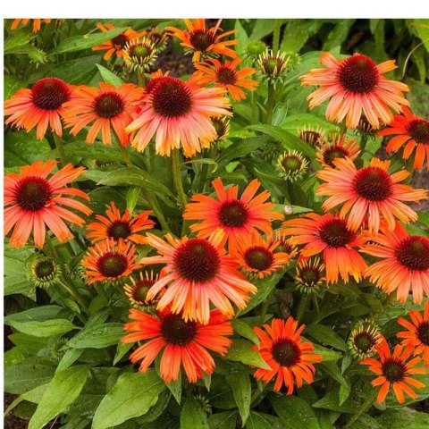 Jeżówka Purpurowa Echinacea Purpurea 'Skipper Orange'
