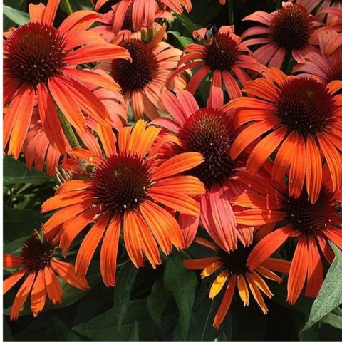 Jeżówka Purpurowa Echinacea Purpurea 'Skipper Orange'