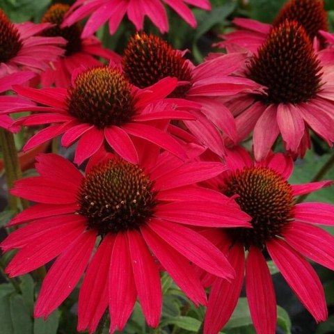 Jeżówka Purpurowa 'Glowing Dream' (Echinacea Purpurea 'Glowing Dream')