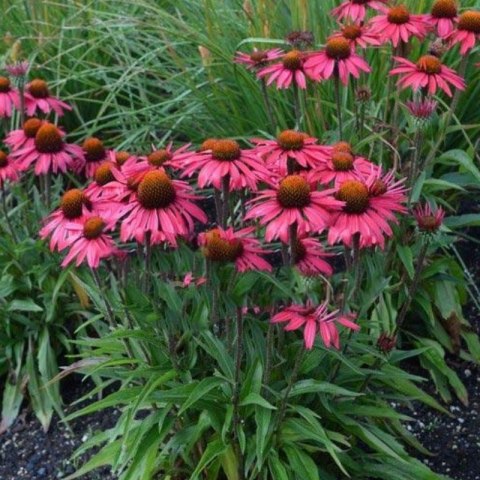 Jeżówka Purpurowa 'Glowing Dream' (Echinacea Purpurea 'Glowing Dream')