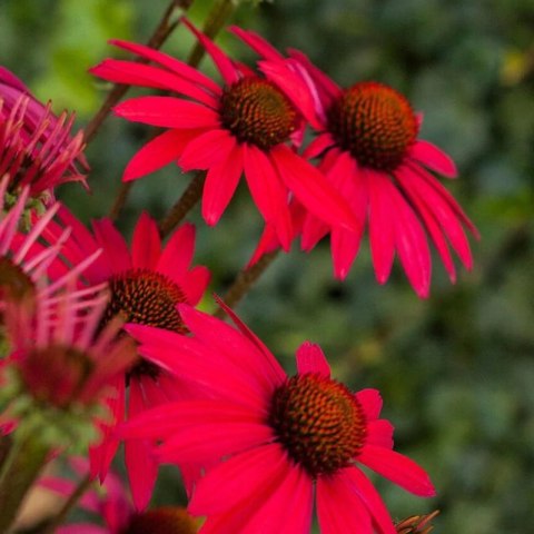 Jeżówka Purpurowa 'Glowing Dream' (Echinacea Purpurea 'Glowing Dream')