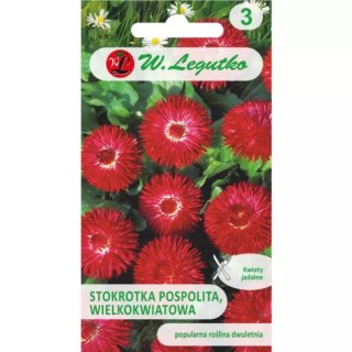 Stokrotka pospolita wielkokwiatowa 'Gracja' czerwona